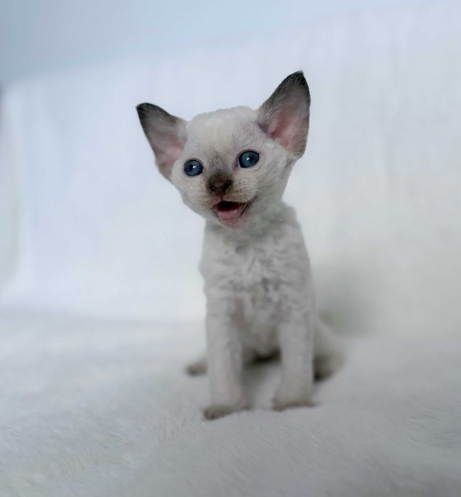 Devon Rex z rodowodem Fpl