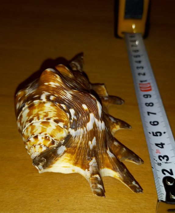 Ракушка морская,красивая