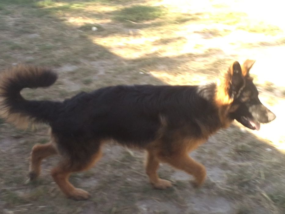 Німецька вівчарка