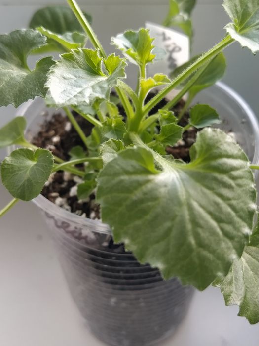 Кампанула кімнатна