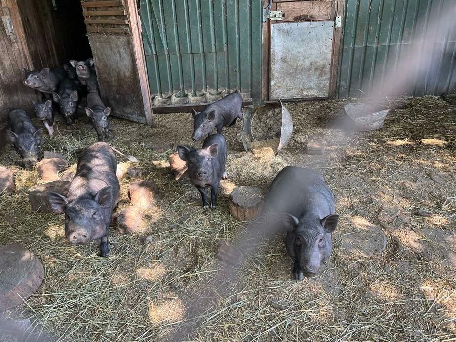 Вʼєтнамські поросята