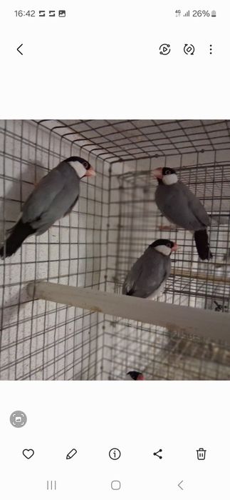 Tenho várias aves para ceder