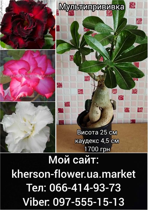 Адениум махровый привитый