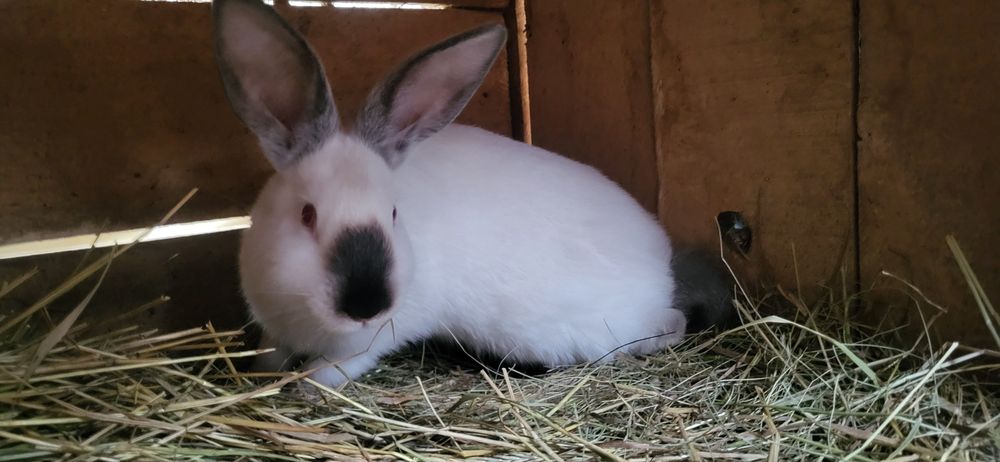 Кролики каліфорнійці
