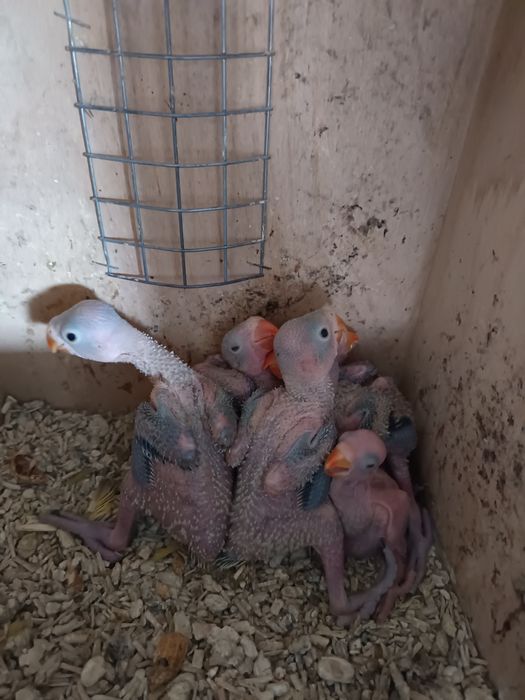 Ring Neck  para criar a mão