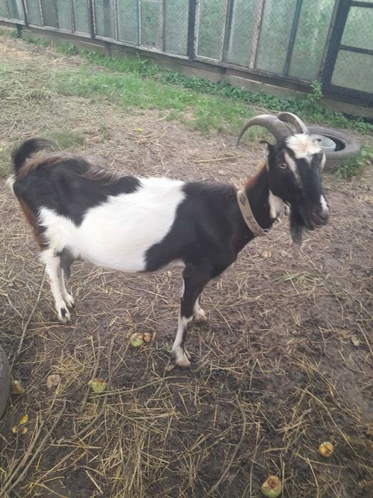Коза молочна,3 роки