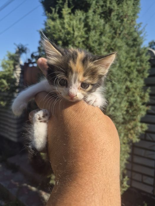 подарю котят срочно