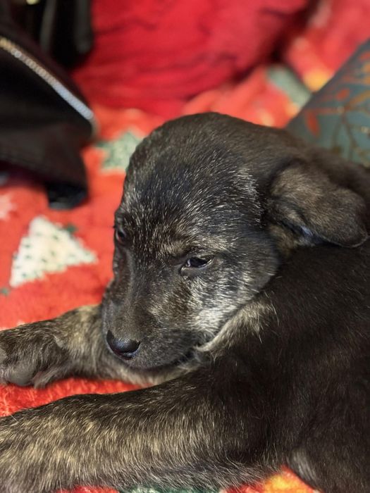 Marcelinka szuka domku.