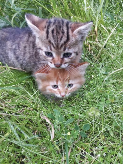 Котята в поисках дома