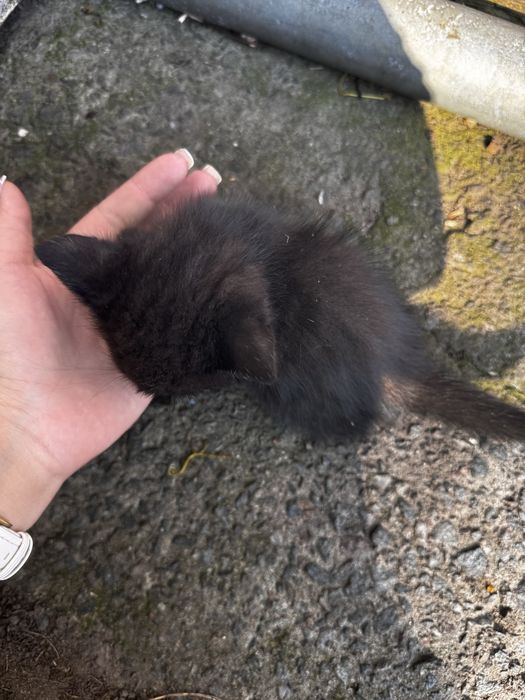Маленьки котики