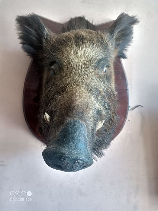 Продам чучело кабана