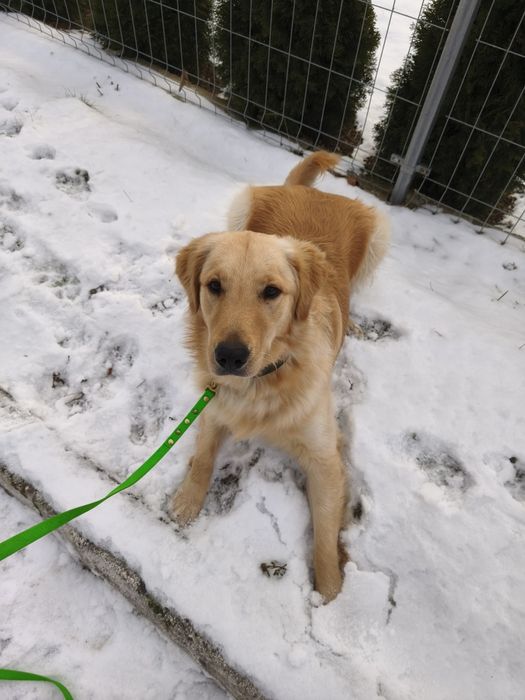 Hotel dla psów, opieka nad psem
