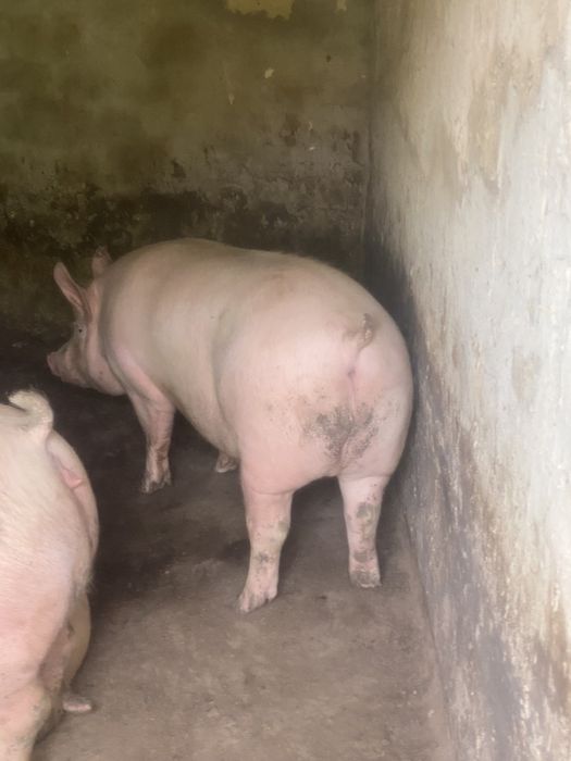 Продам свині мясні та мясосальні