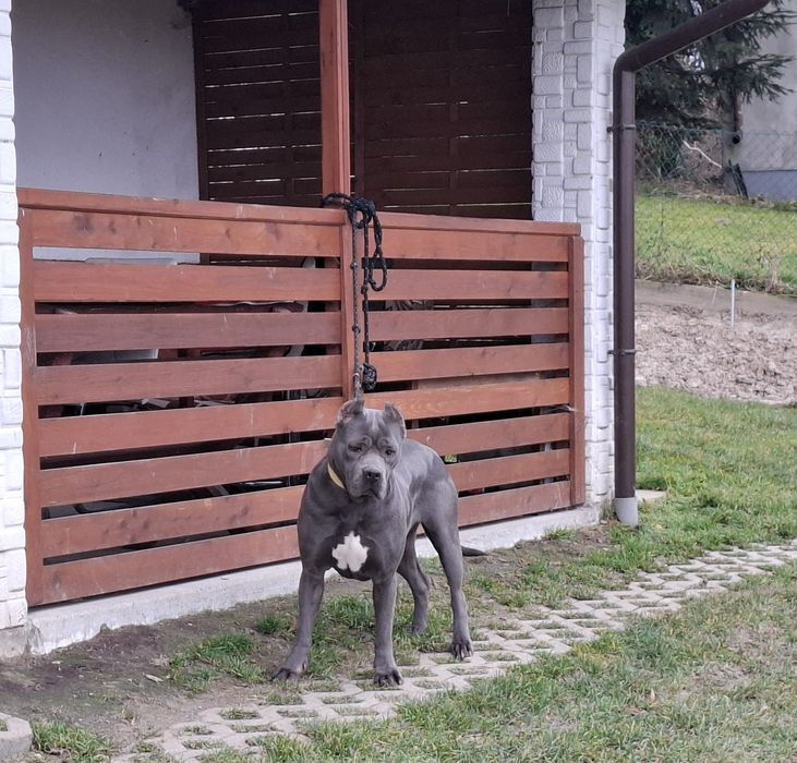 Cane corso-suczka