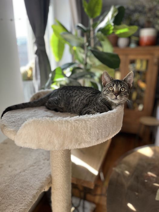 Kochane kociaki polecaja sie do adopcji