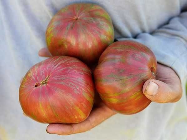 15 Sementes de Tomate Berkeley Tie Dye