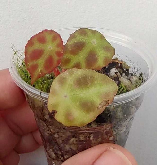 Begonia goegoensis, B. burkillii ‘Dark Form’, lub B. pavonina