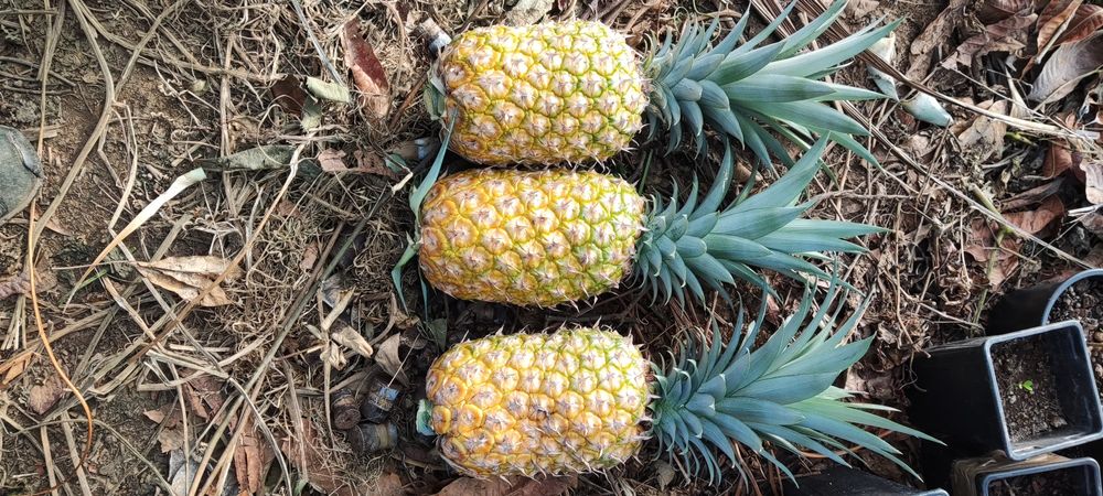 Planta do abacaxi comum (Ananas comosus)