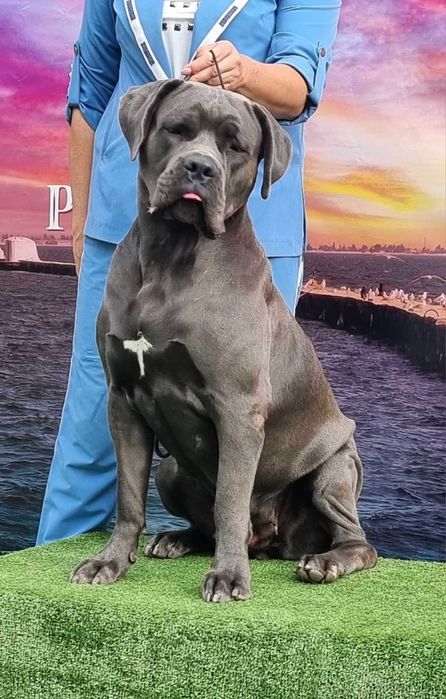 Породнi мiцнi Кане Корсо