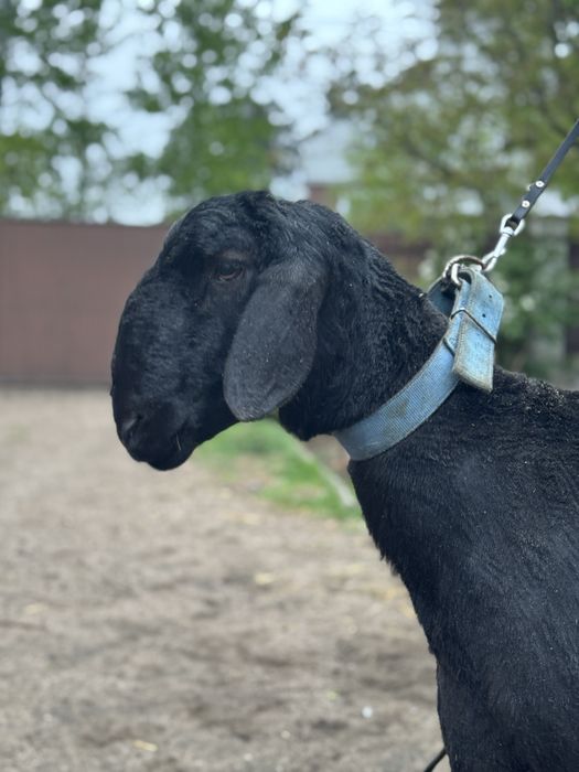 Овцы чистокровной Гисарской породы