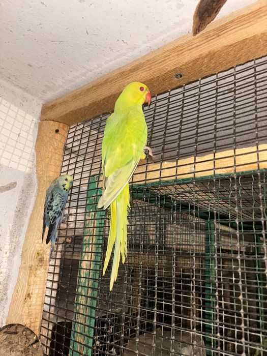 Aleksandretta obrożna i papugi faliste