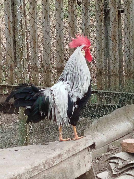 Інкубаційне яйце курей Легорн срібний (італійська несучка)