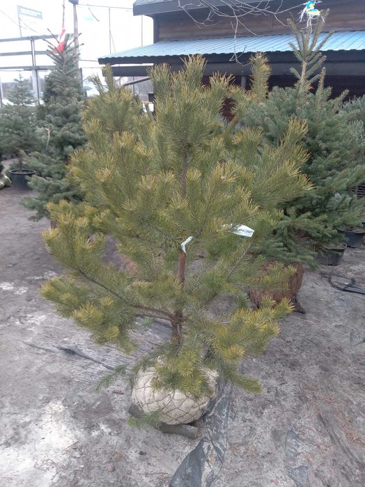 Сосна кримська 140-180 см. Розпродаж, низька ціна. Опт та роздріб