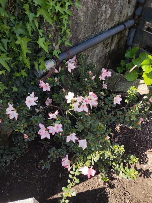 Azálea (Rhododendron)