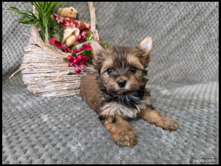 sunia , Ocean Pearl , Biewer , York