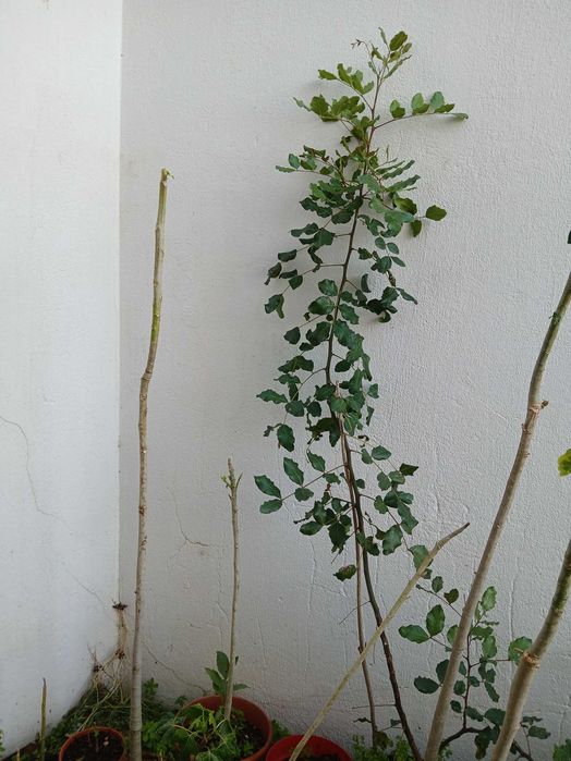 Alfarrobeiras em vaso