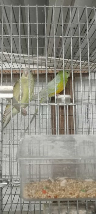 Red Rumped para ceder