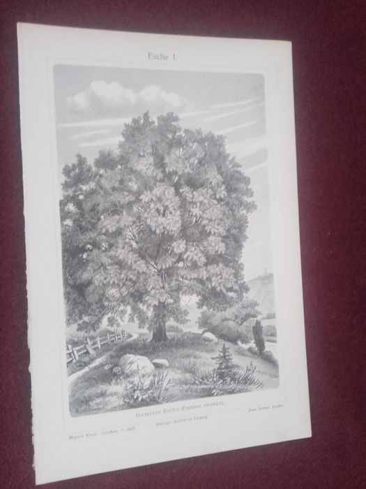 Jesion - Drzewa  oryginalna XIX w. grafika