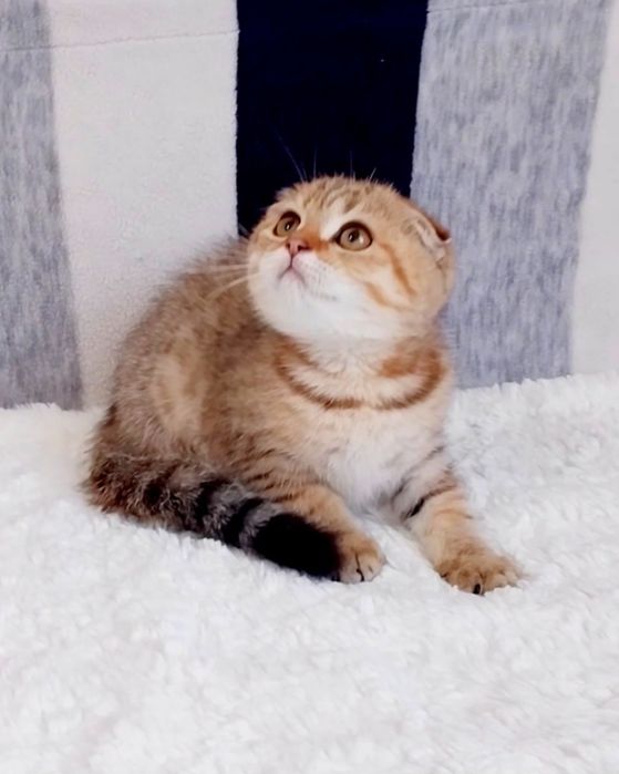 Очаровашка хлопчик красунчик шотландик