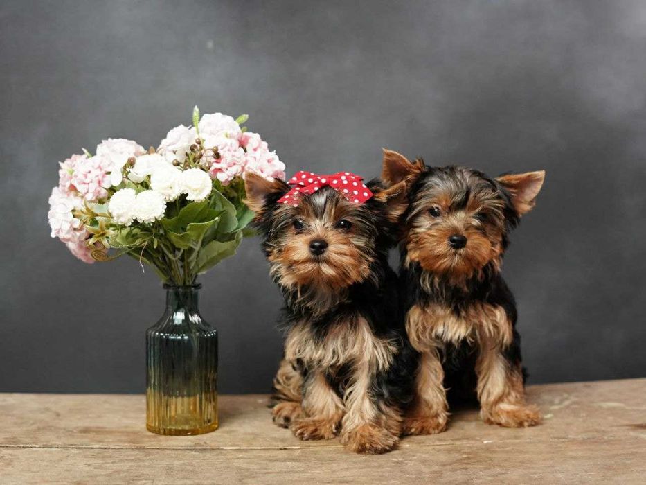 Ніжне серденько з блискучими очима!