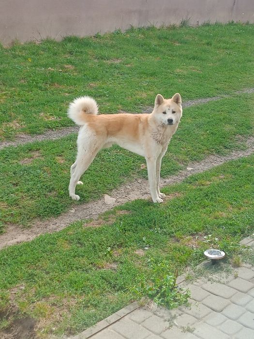 Akita Inu dwuletni samiec