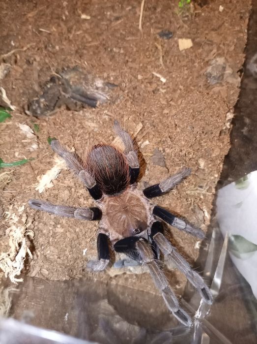 Sericopelma sp.boguete