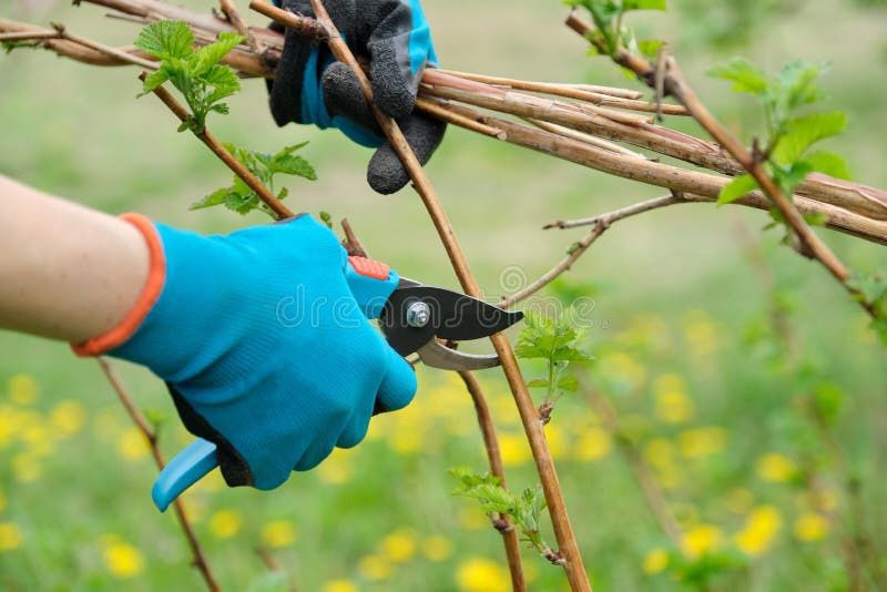 Jardinagem  e podas tiras relva