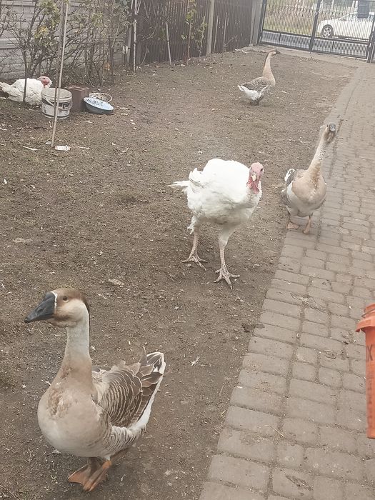 Gęsi na sprzedaż