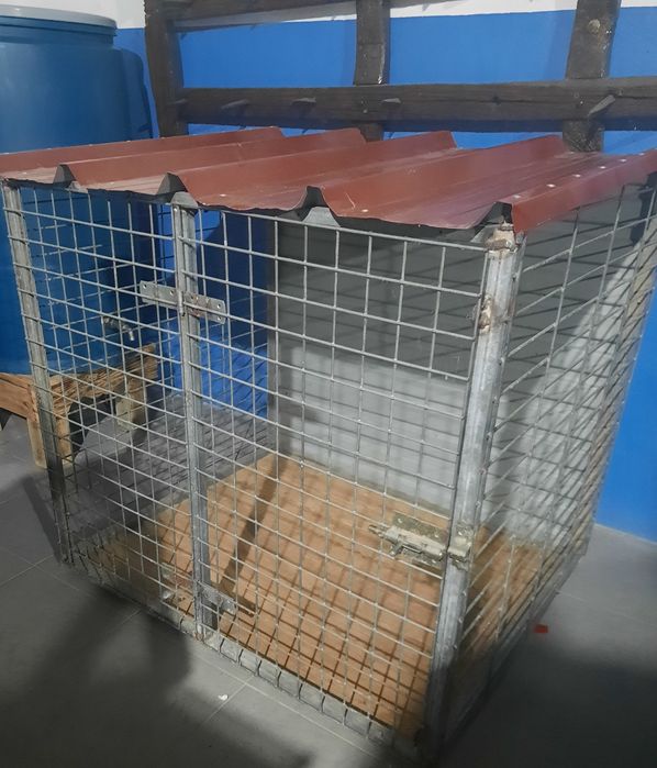 Transportadora animais.