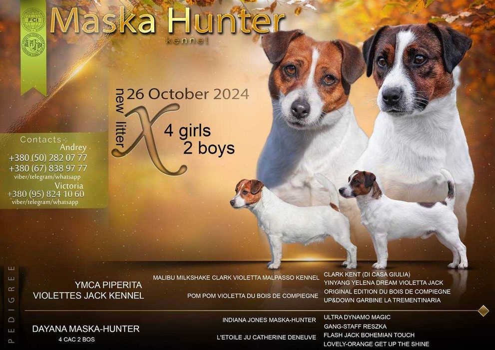 Породисте цуценя Джек Рассел тер'єр. 2 хлопчика, 1 дівчина