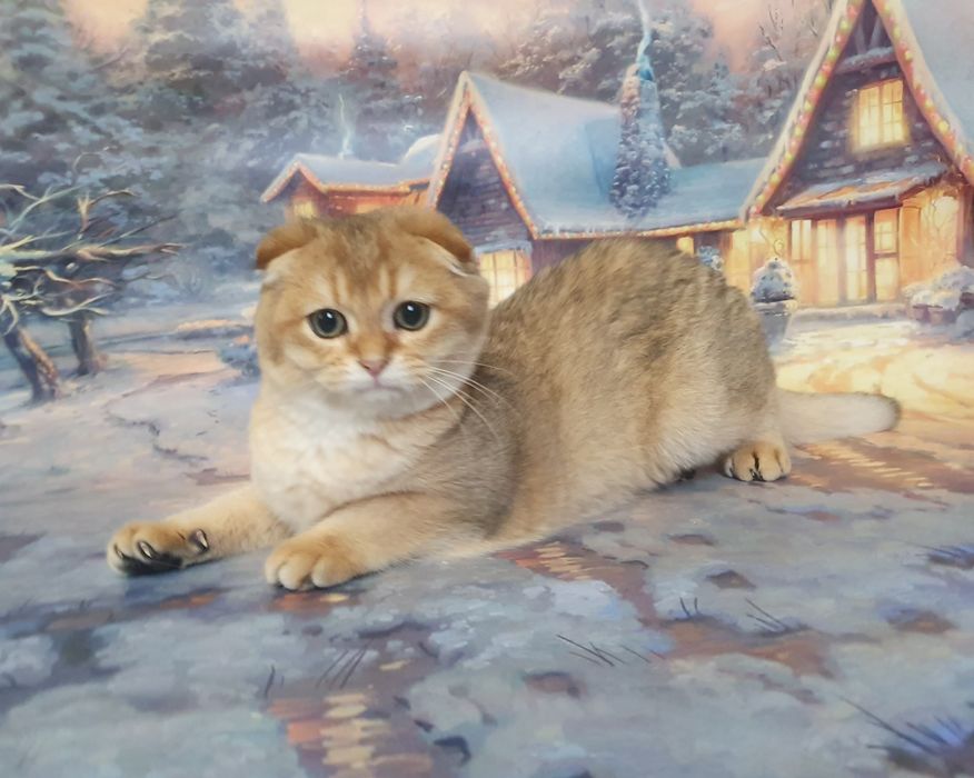 Золотистый зеленоглазый фолдик