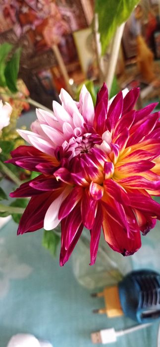 Георгин Carribian Fantasy