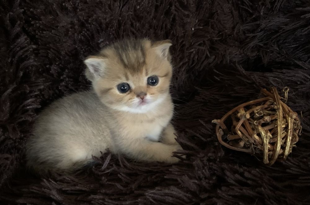 Кошеня Skottish straiht.                               Золота шиншила.