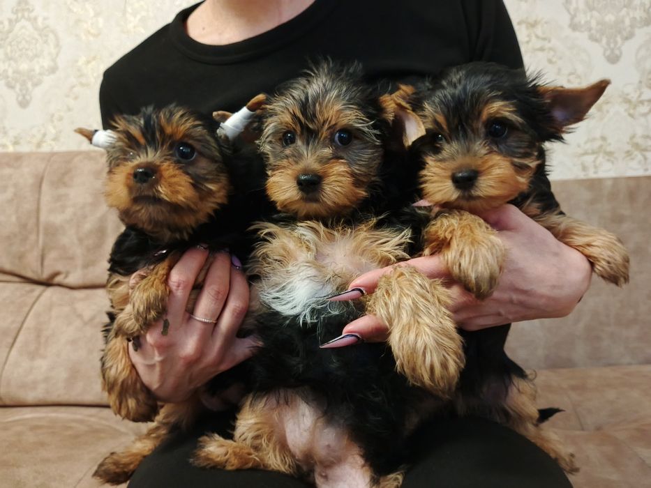 Куколки йорчки девочки