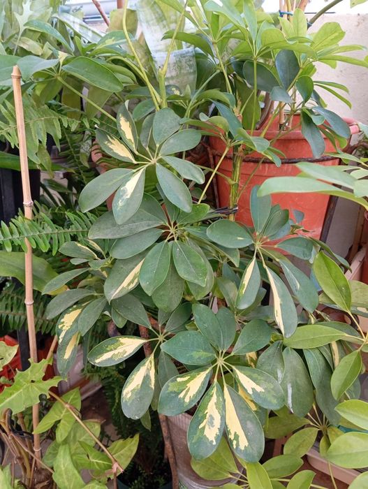 Sheffera variegada