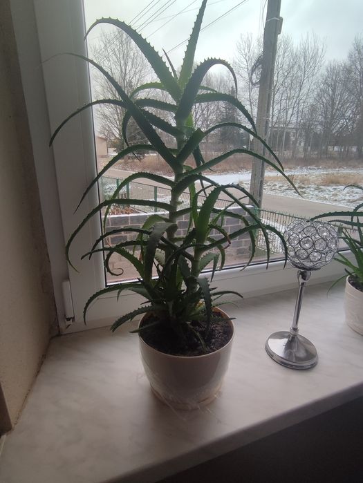 Aloes, kwiatek doniczkowy