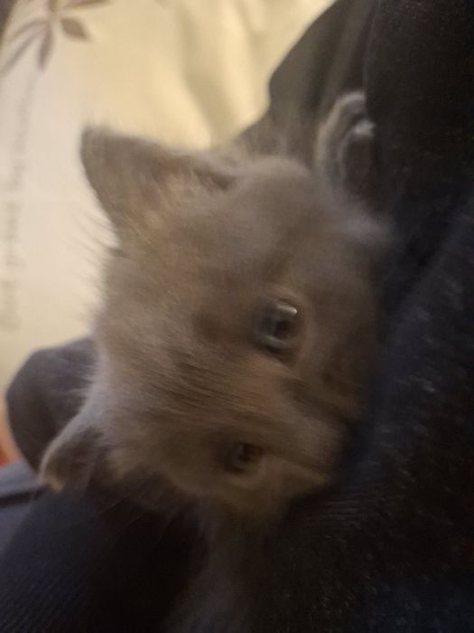Продам британське кошення