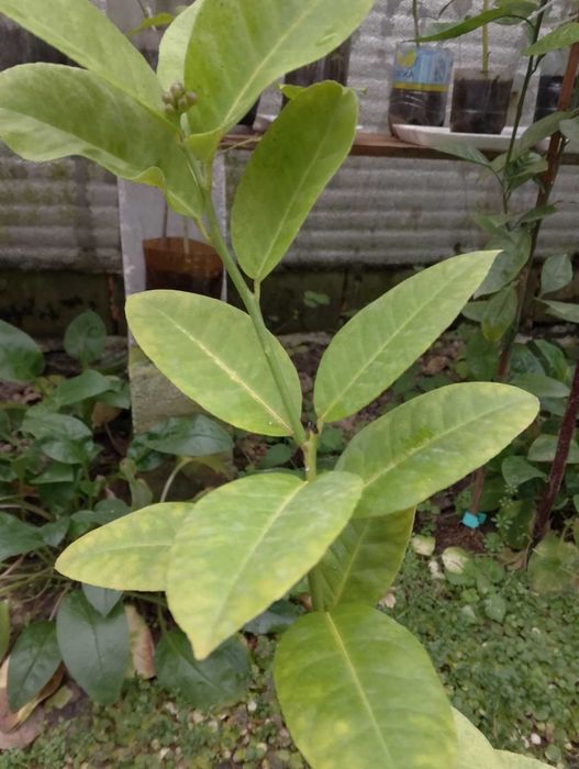 лимони, інжир,саженці