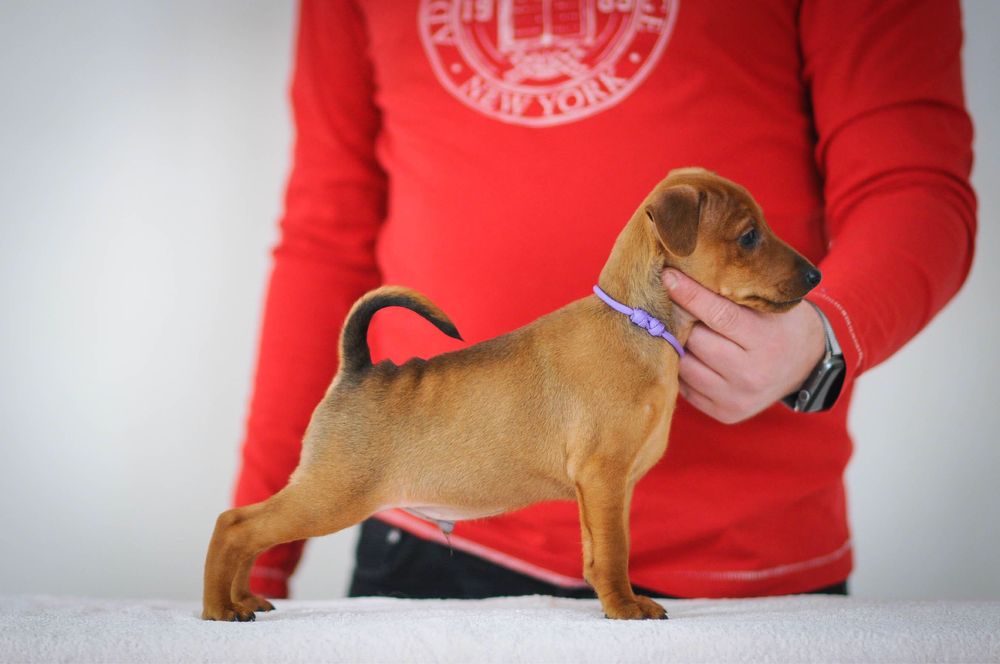 Хлопчик Цвергпінчера