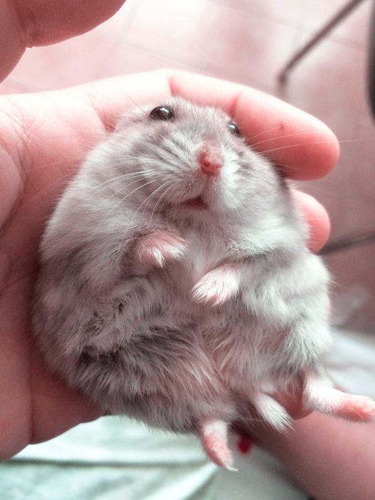 Джунгарские хомячки, хомячата, хомяки, хомяк, карликовые, джунгарики